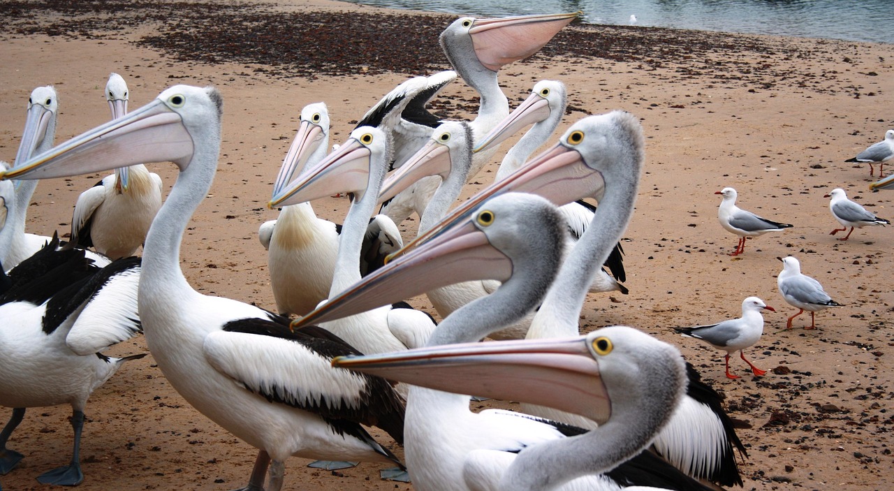 3-Day Phillip Island Adventure